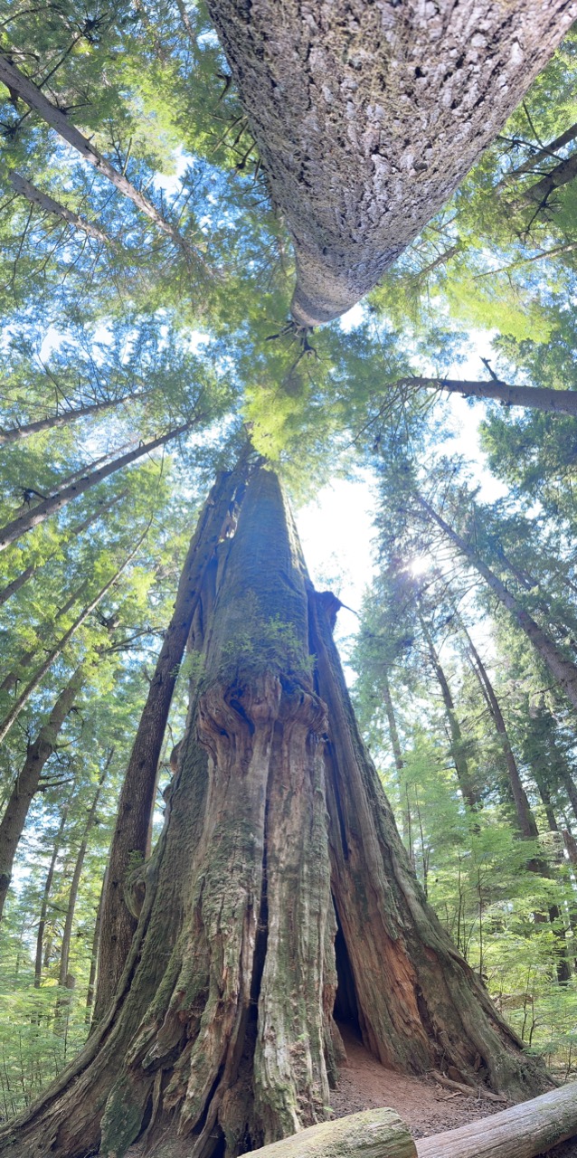 Wilderness International