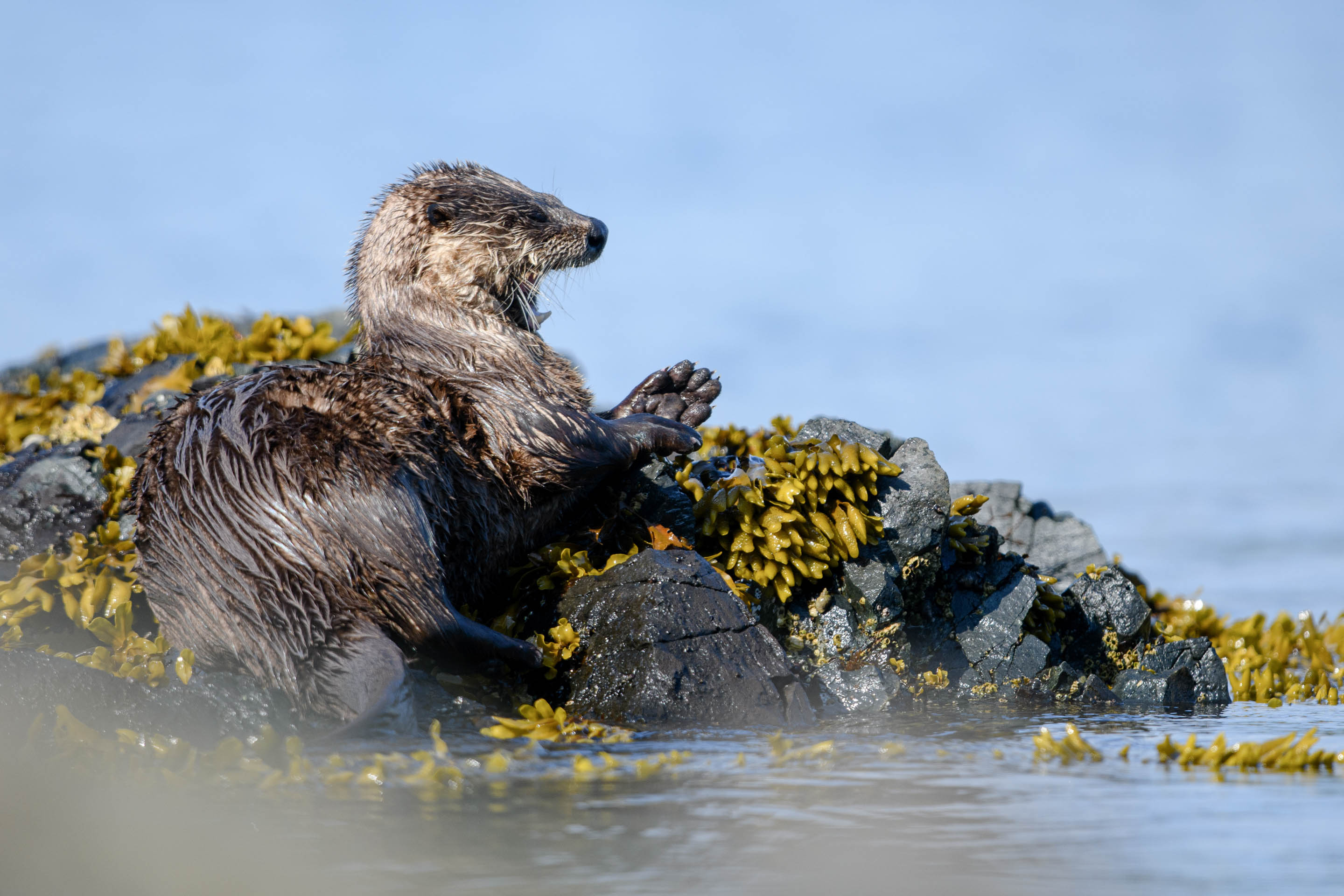 Wilderness International