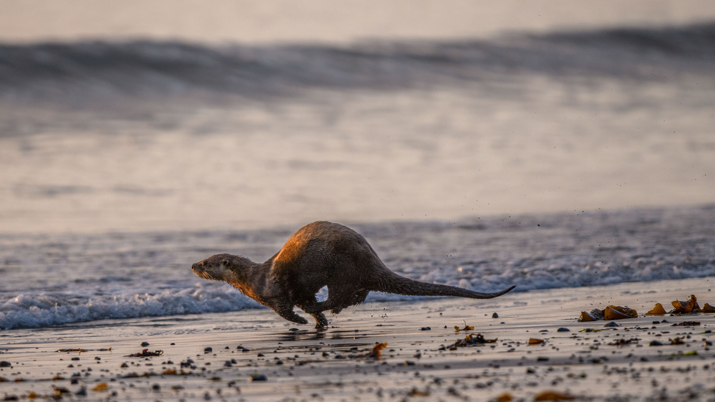 Wilderness International