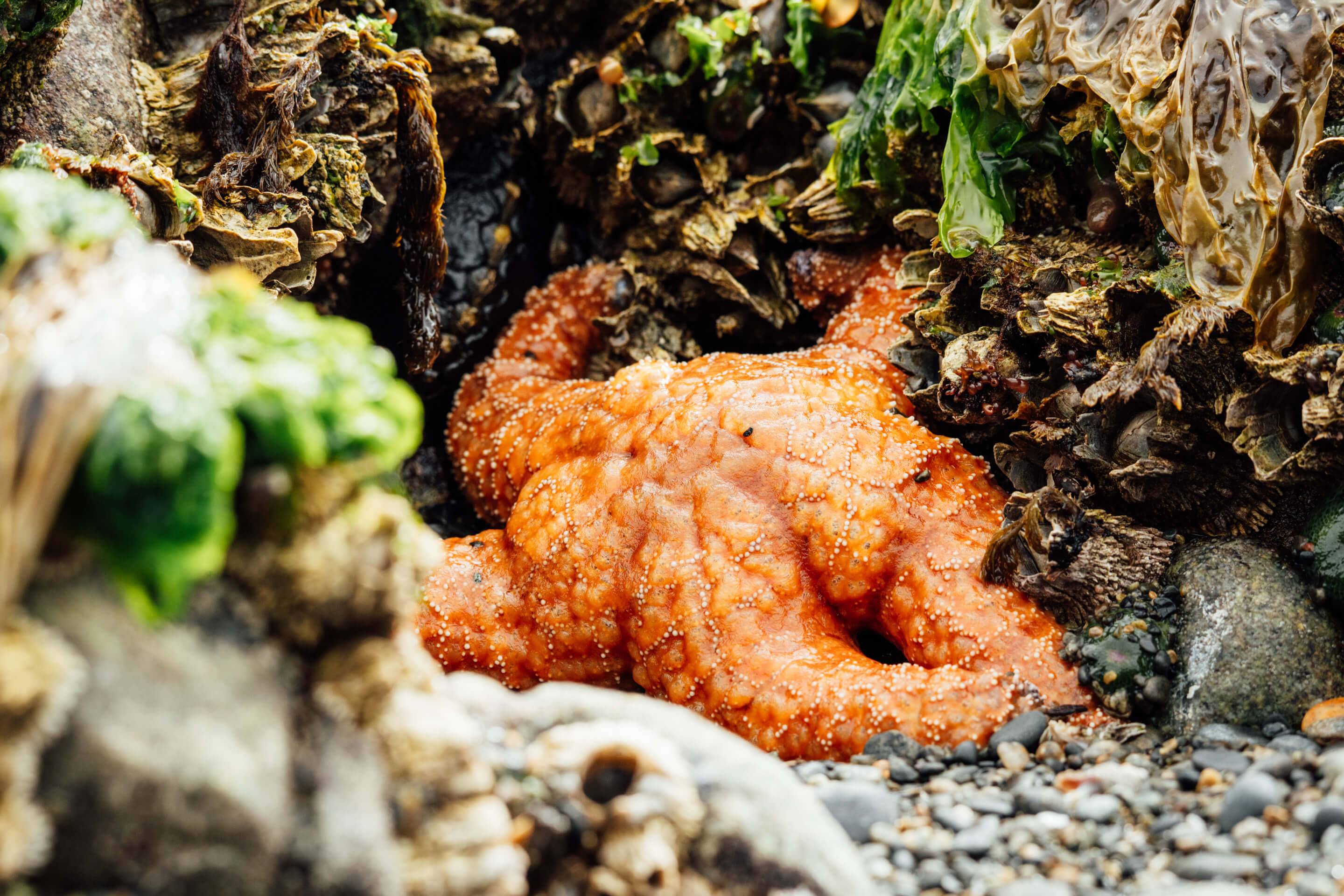 Wilderness International