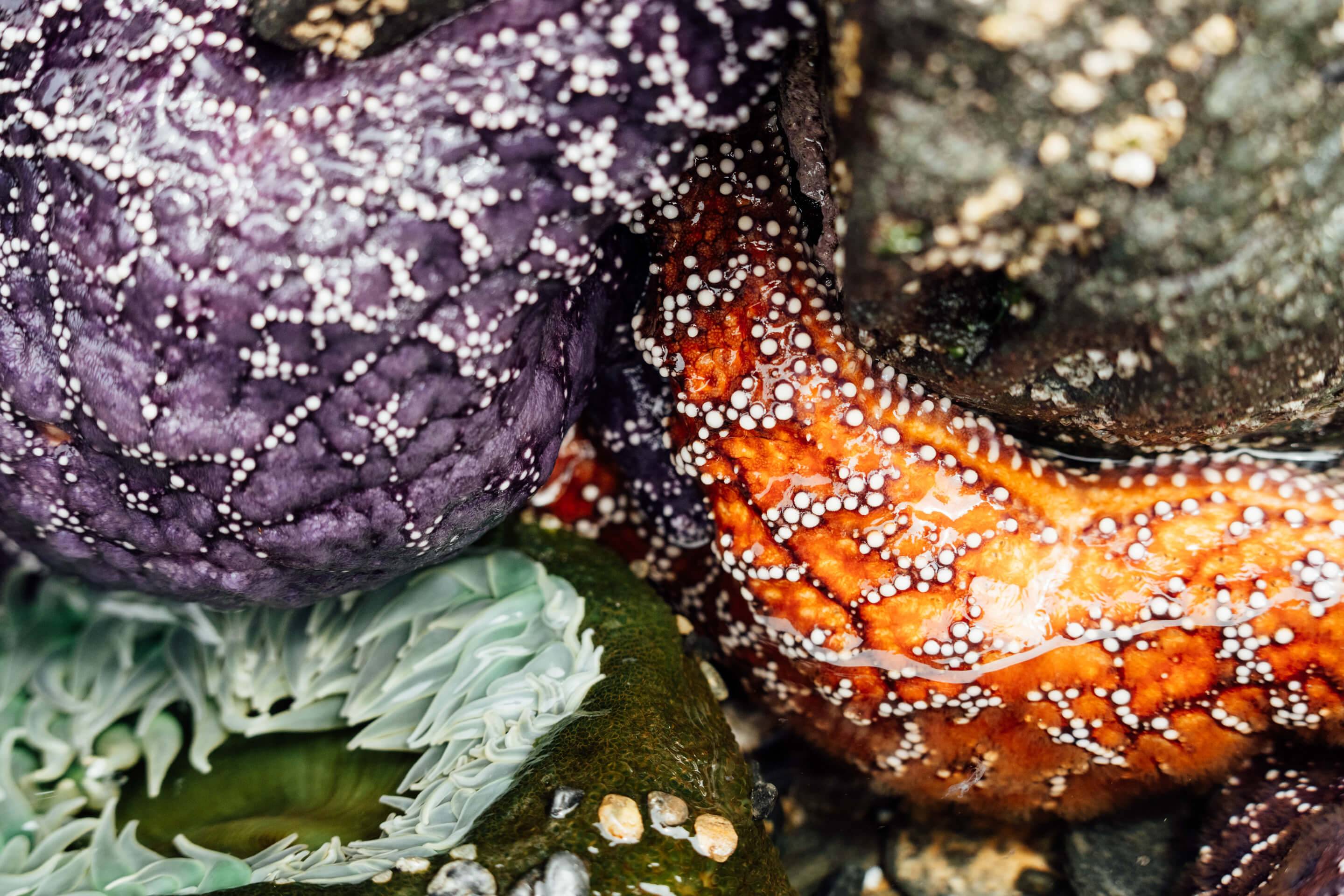 Wilderness International