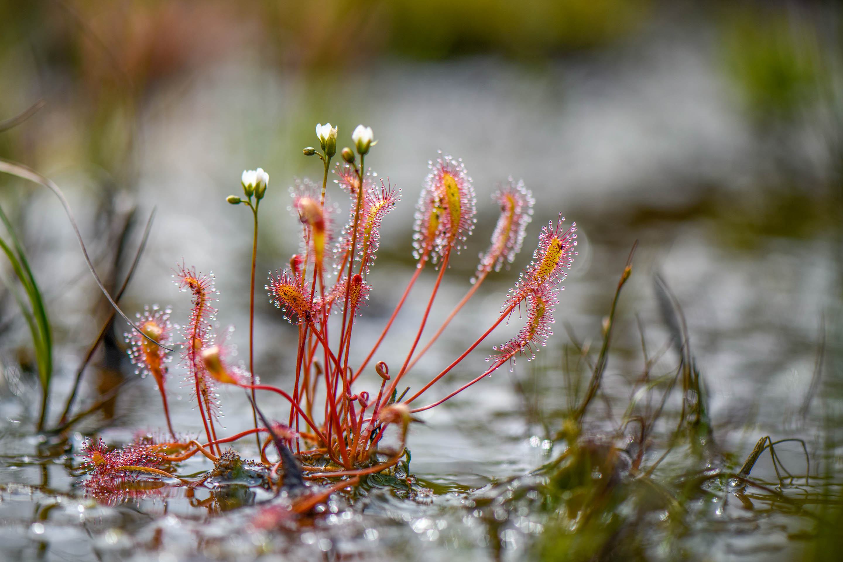 Wilderness International