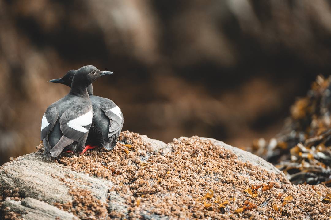 Wilderness International