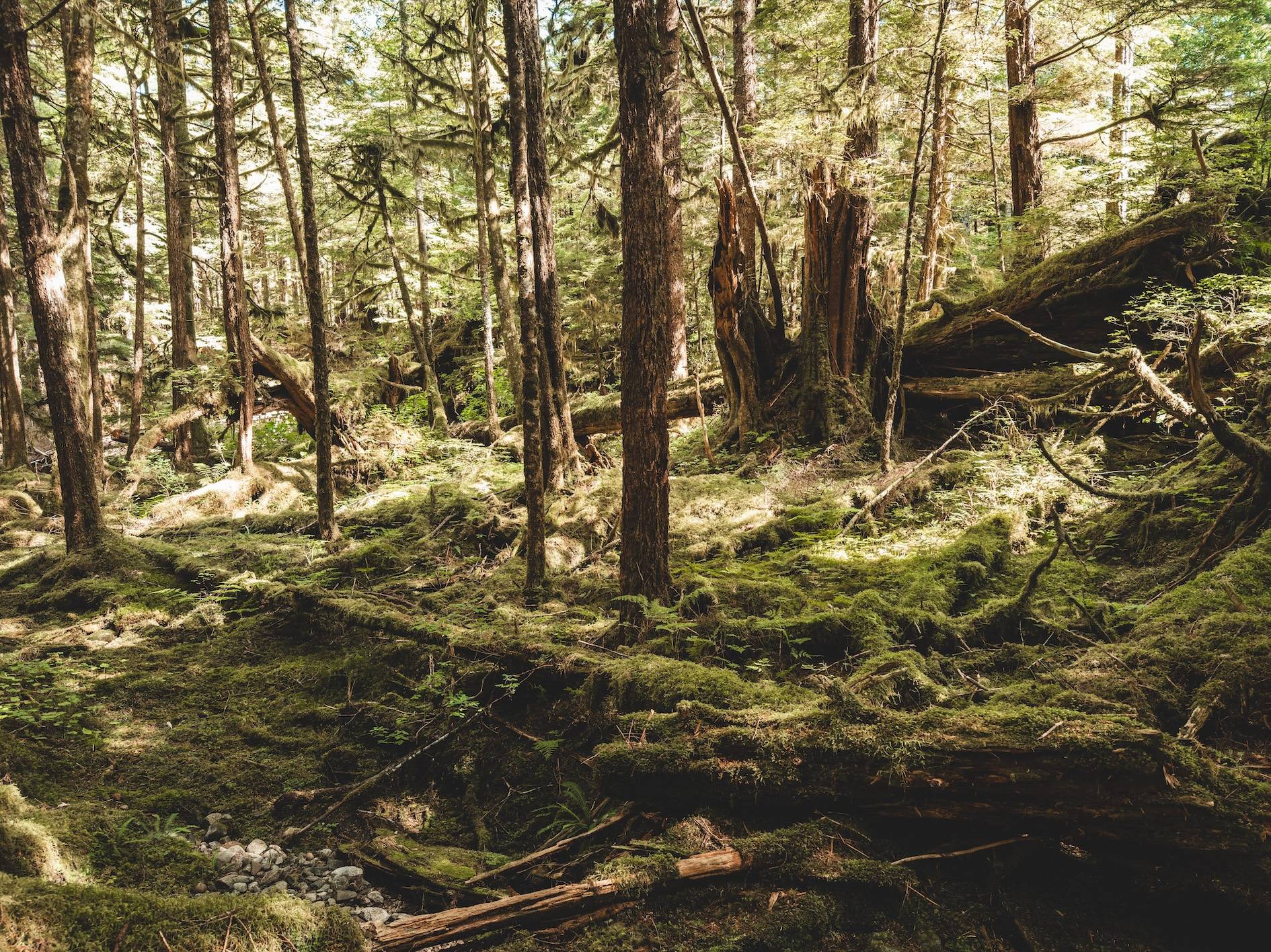 Wilderness International