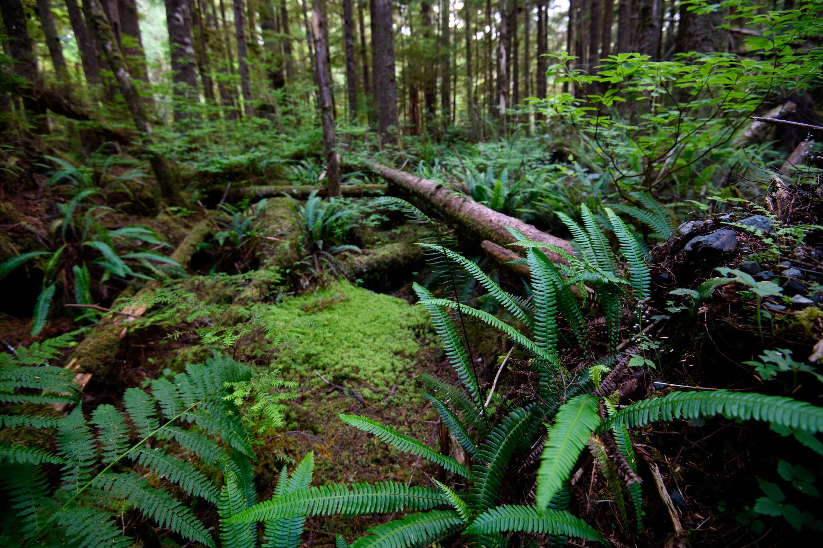 Wilderness International