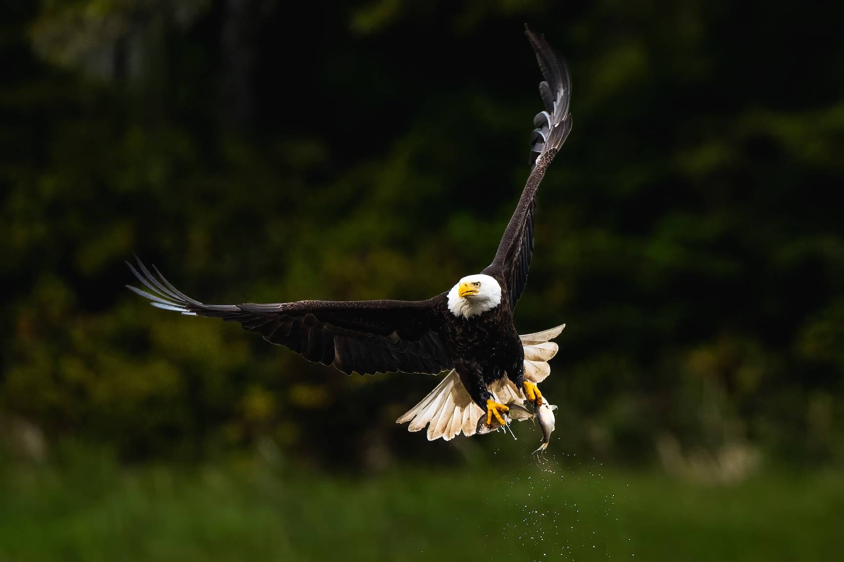 Wilderness International