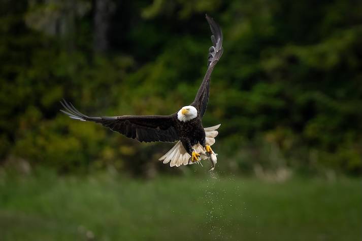 Wilderness International