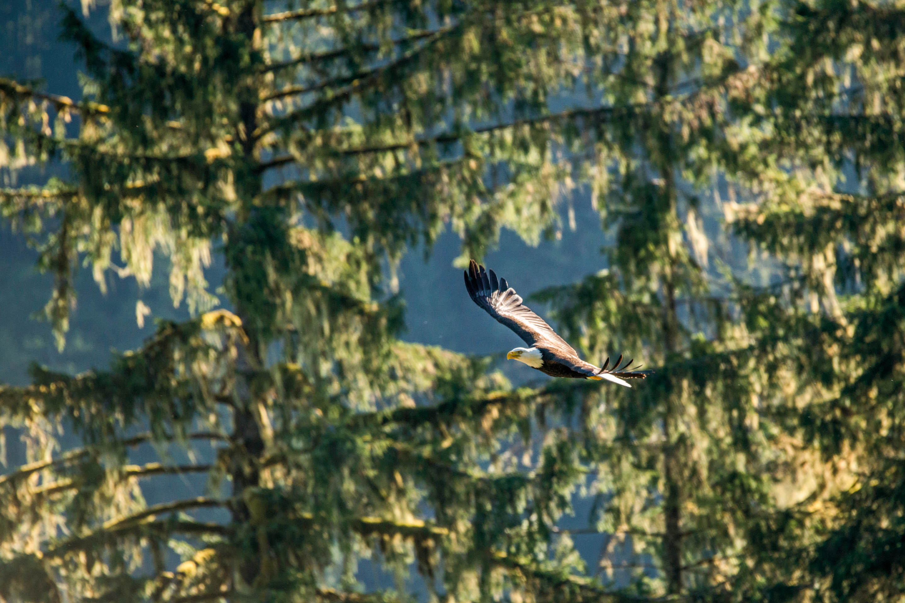 Wilderness International