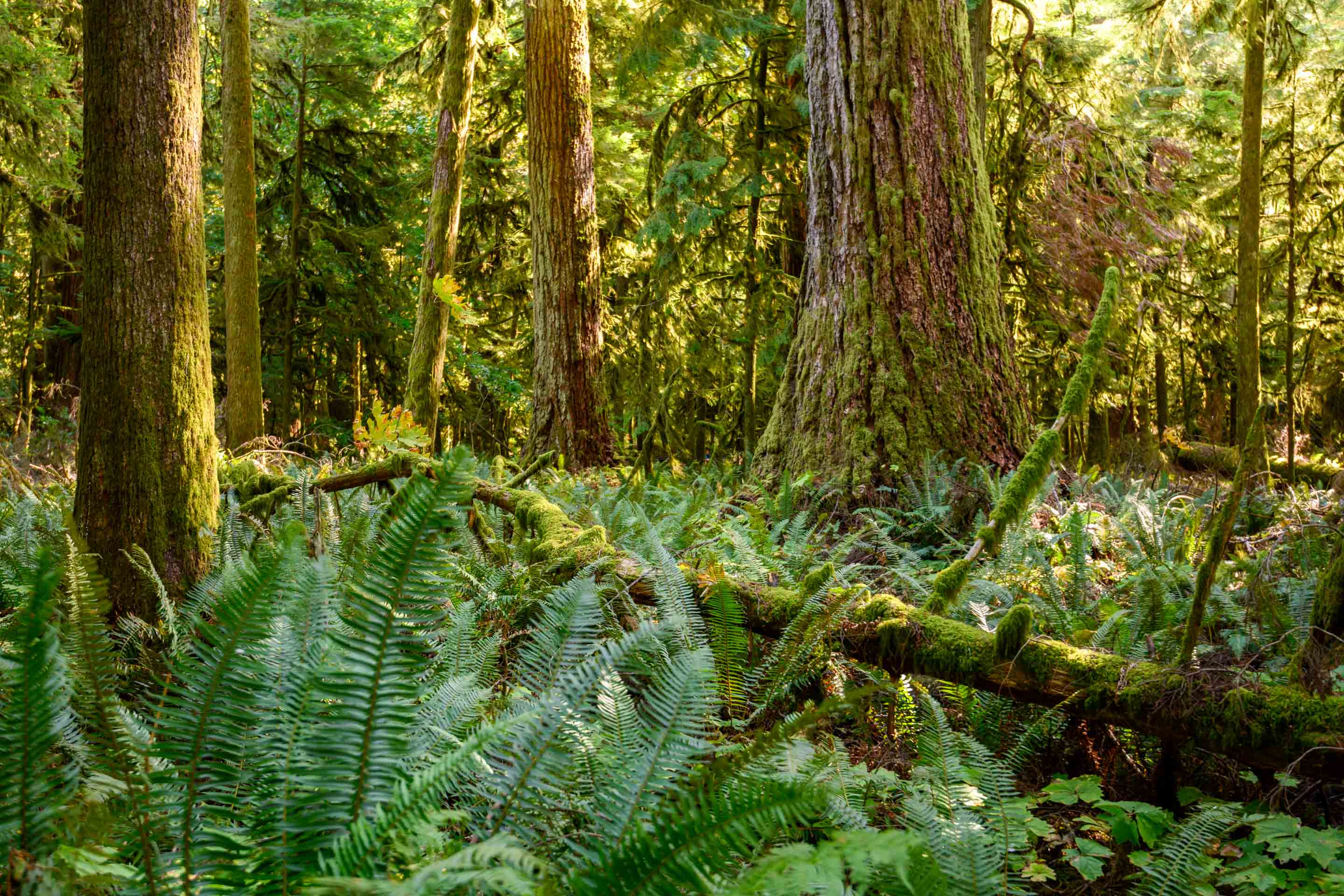 West Coast Rainforest