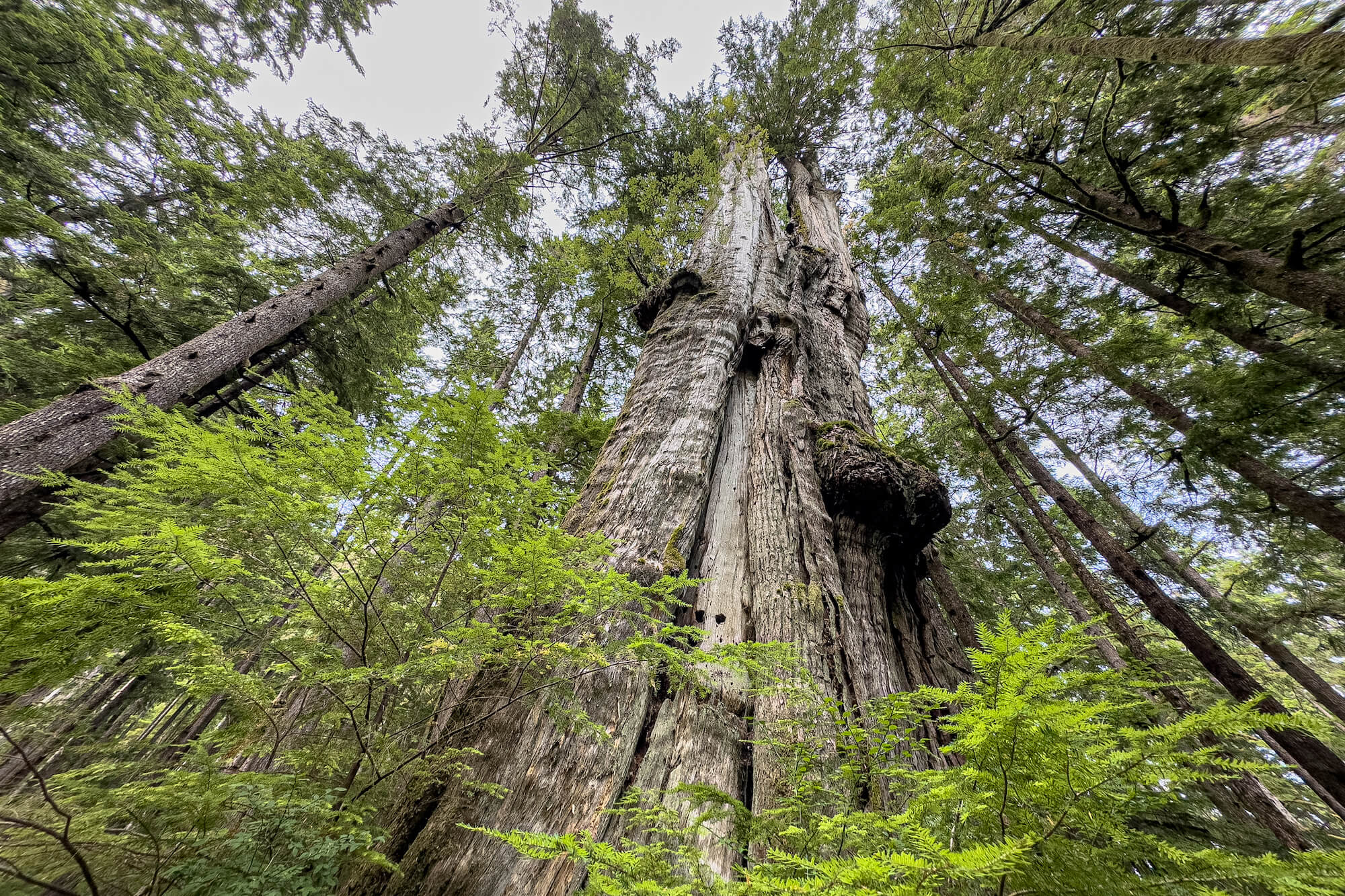 Wilderness International