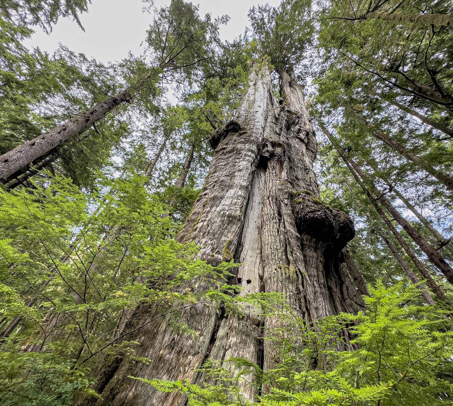 Wilderness International