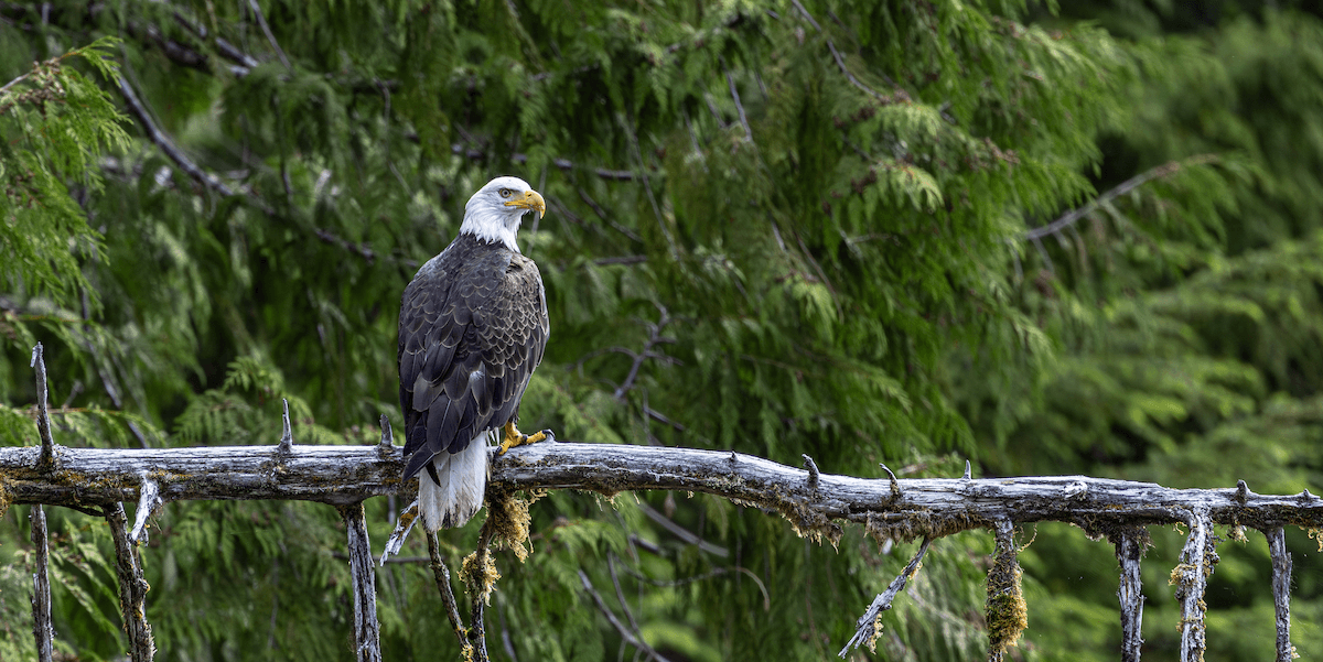 Wilderness International