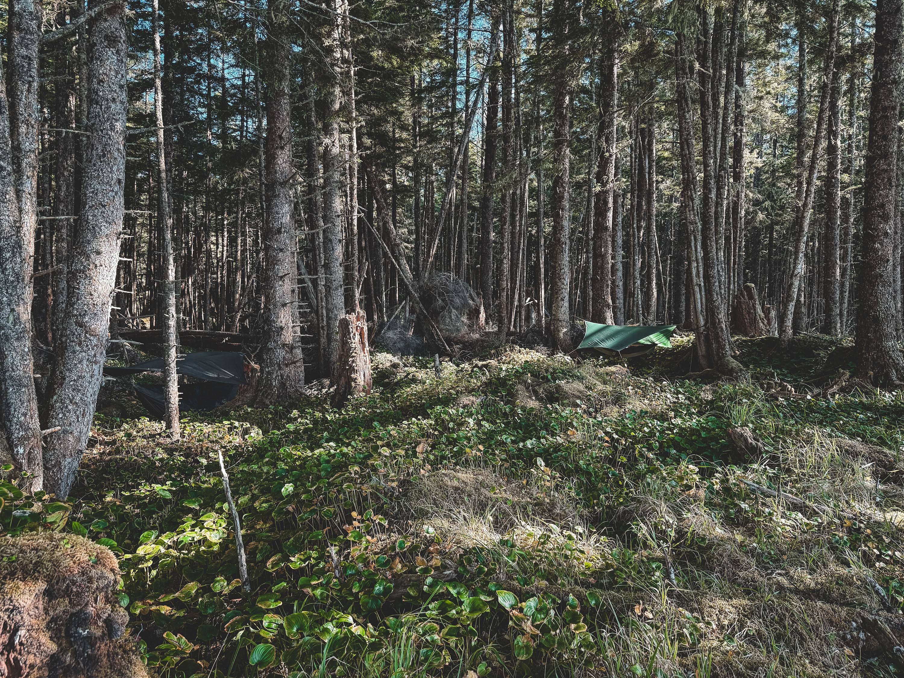 Wilderness International