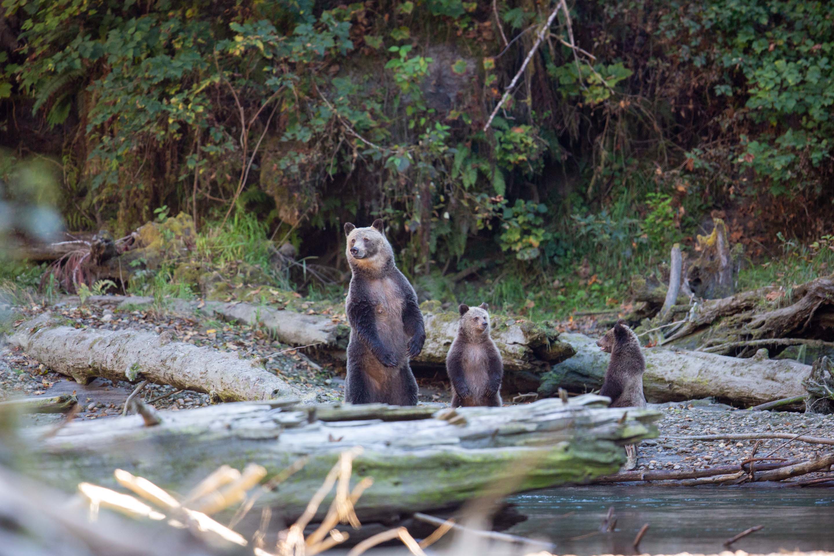 Wilderness International