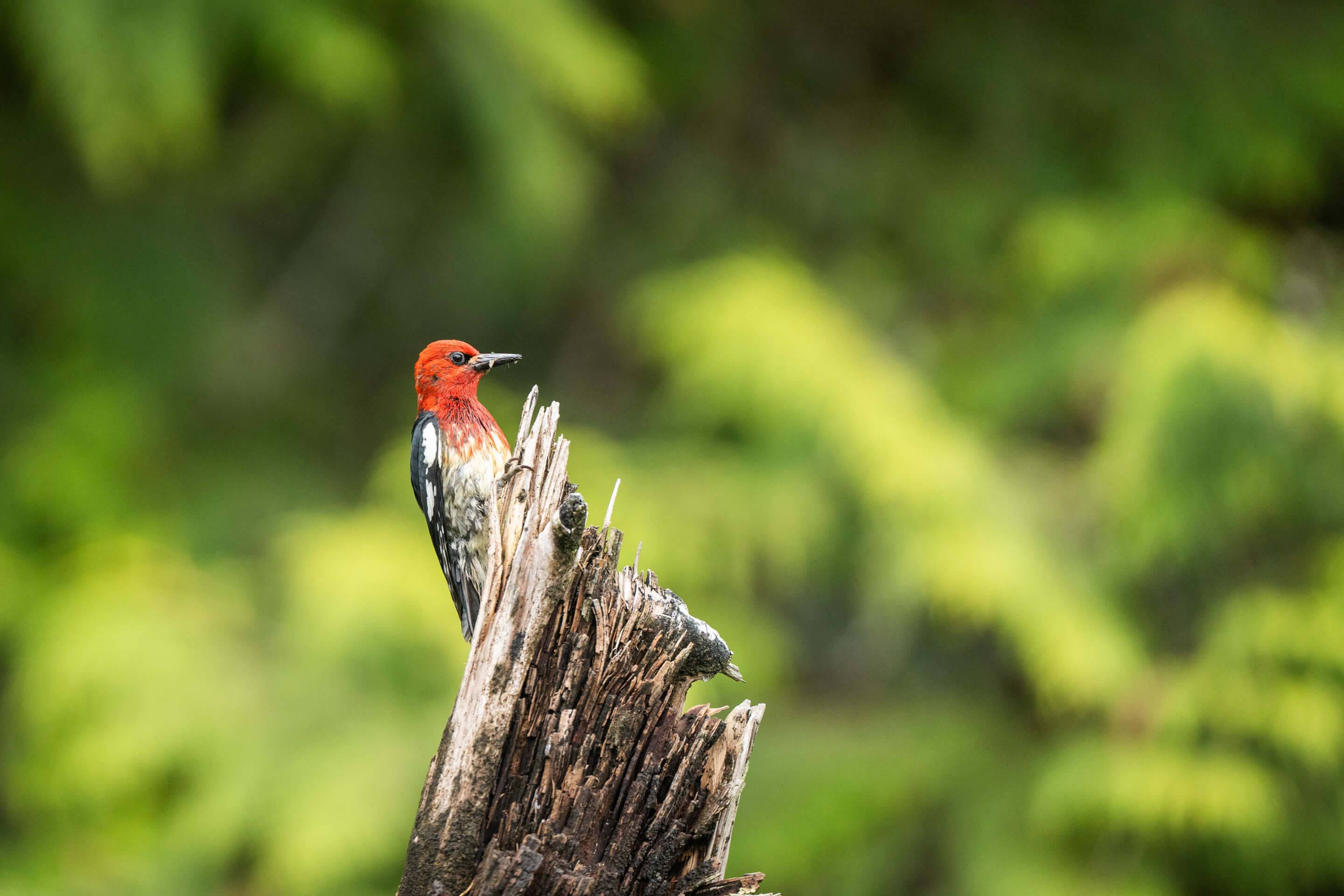 Wilderness International