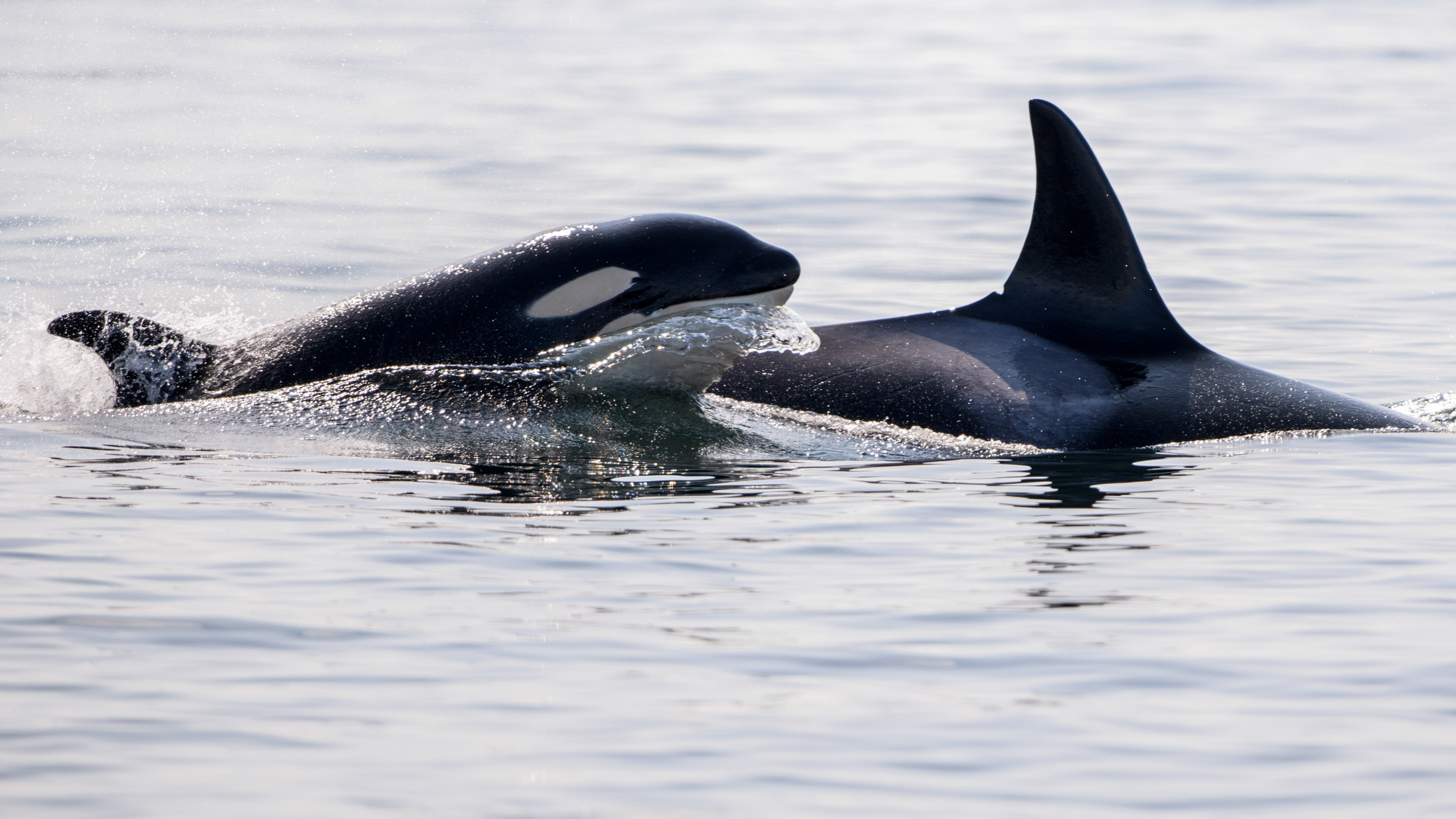 Wilderness International