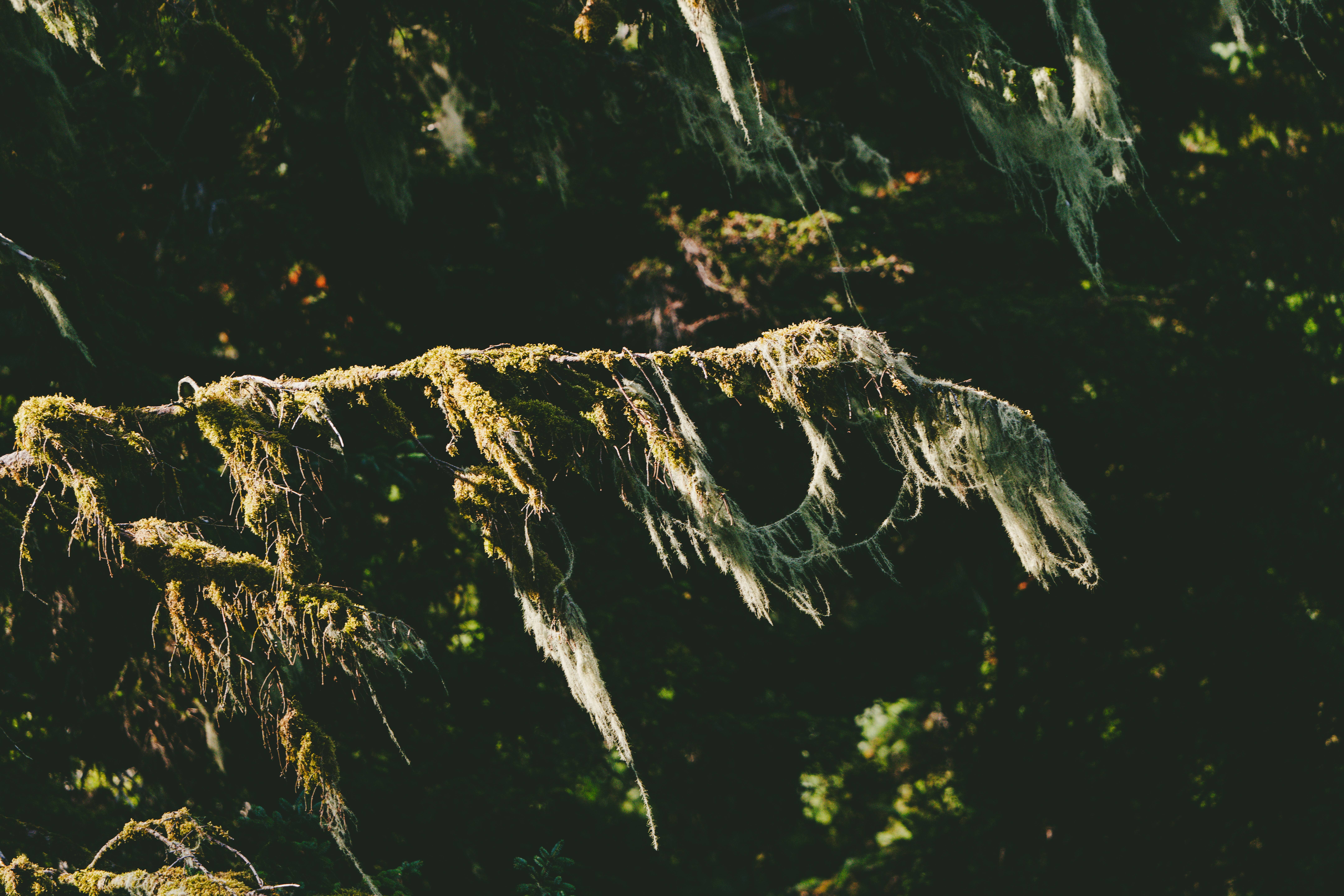 Wilderness International