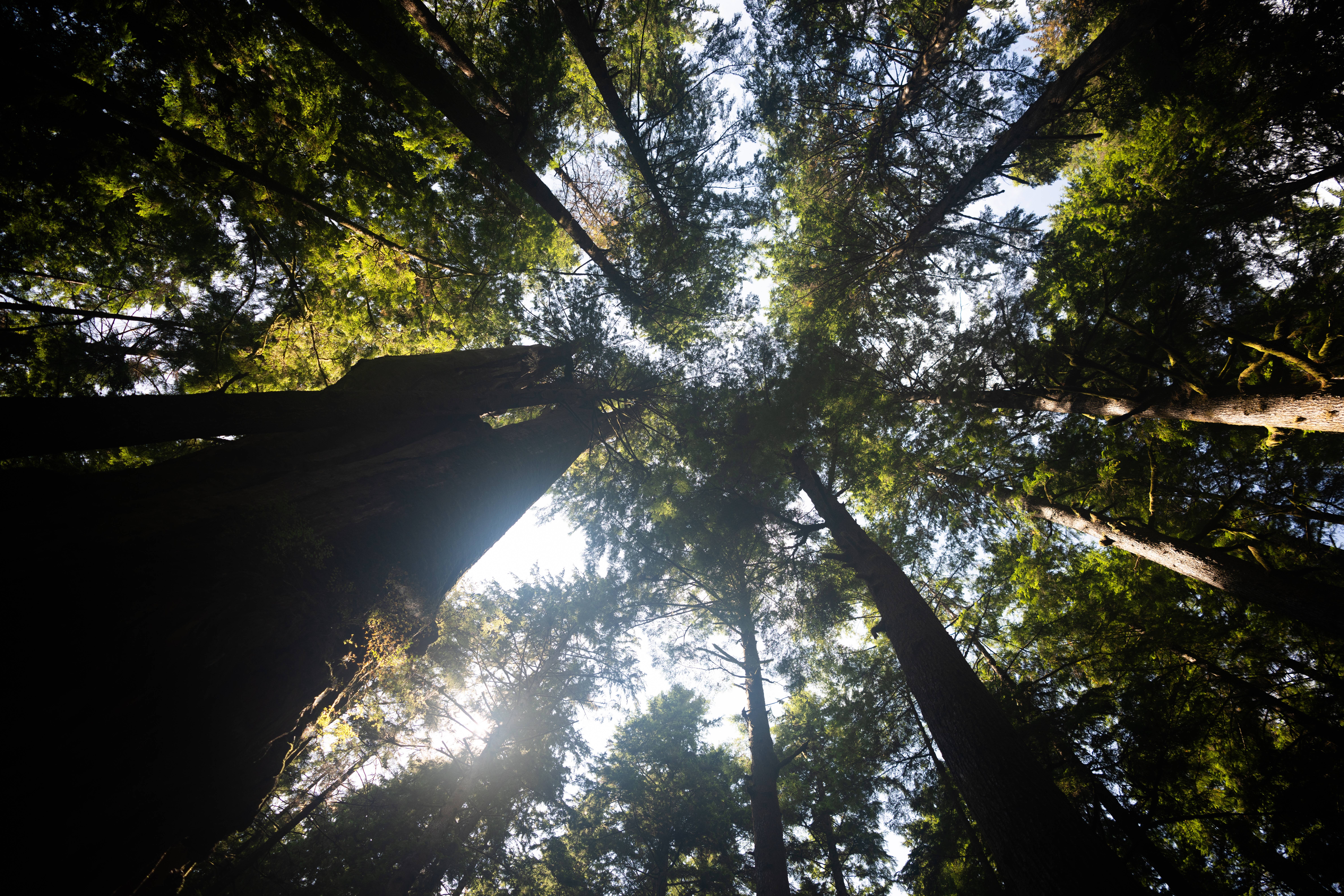 Wilderness International