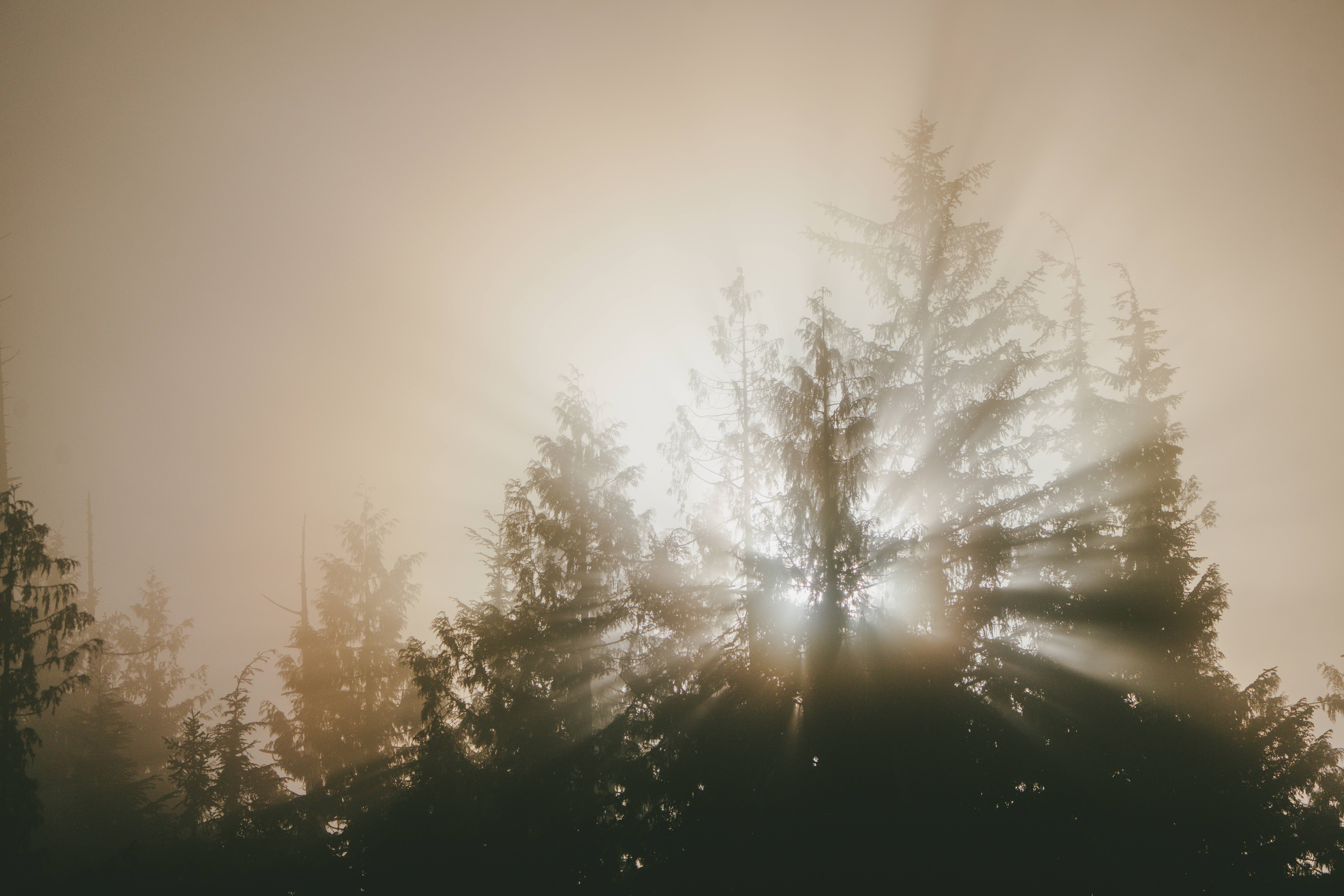 Wilderness International