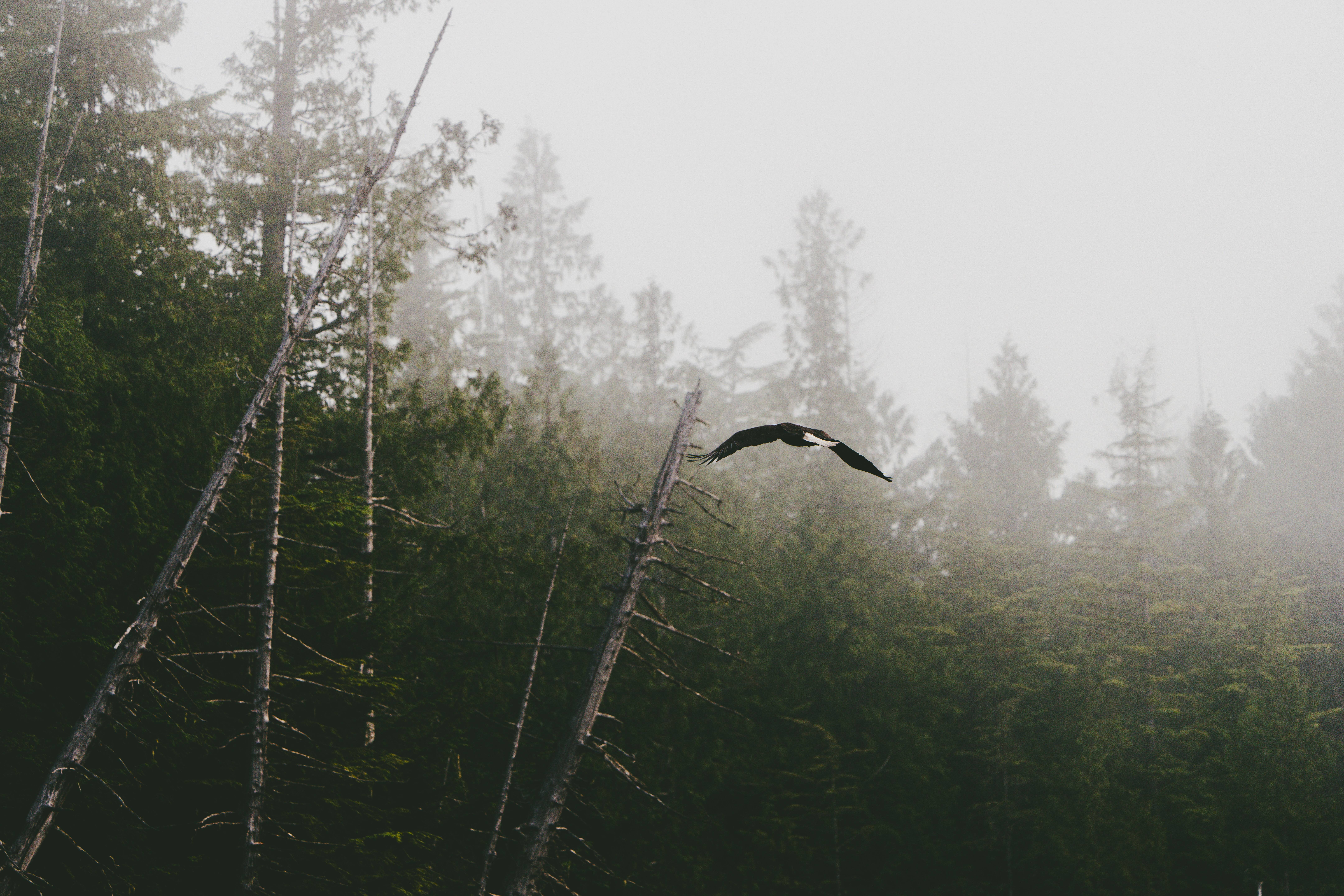 Wilderness International