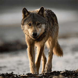 Wilderness International