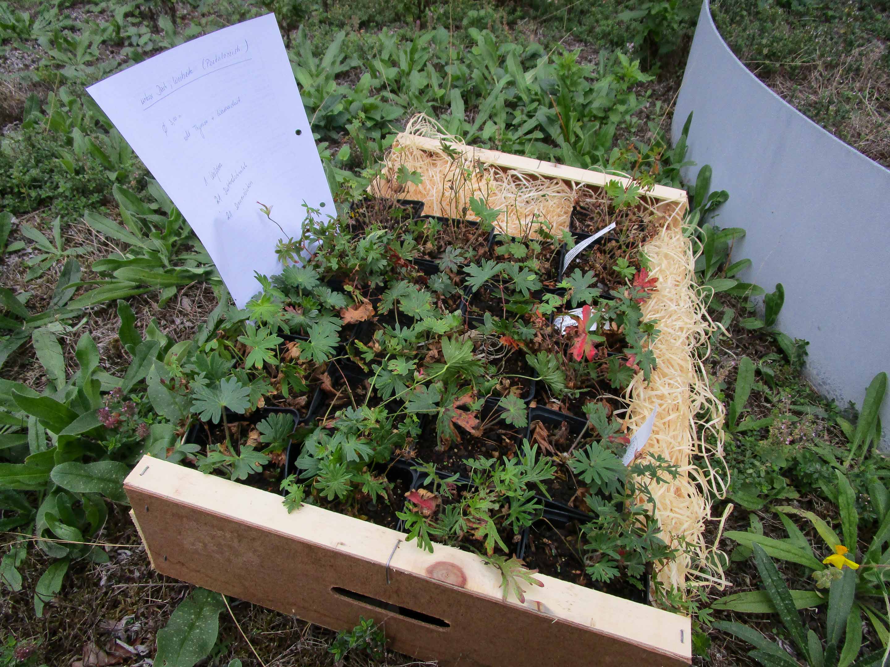 Dachbegrünung Schulprojekt in Dresden Wilderness International