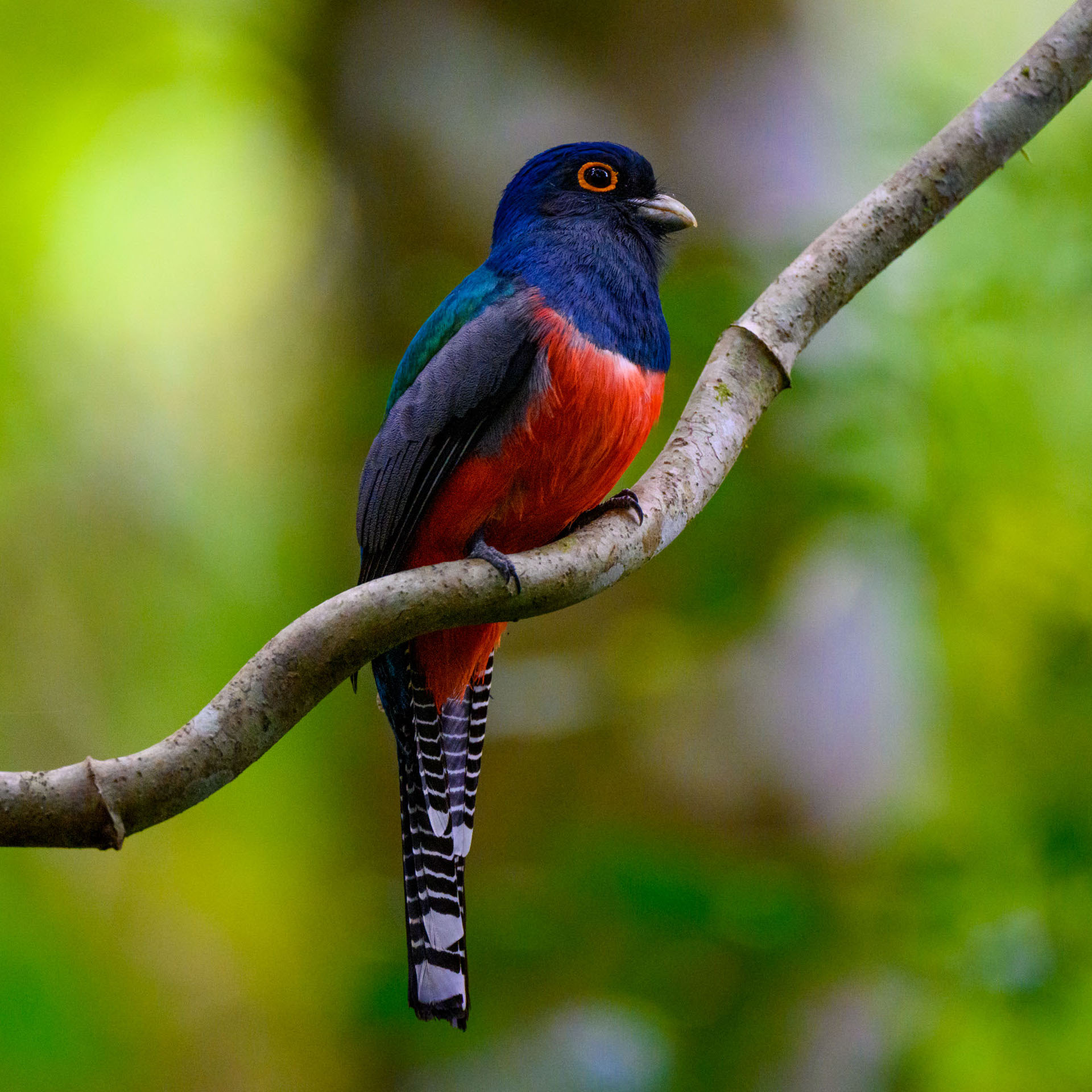 Blauscheiteltrogon Peru Wilderness International