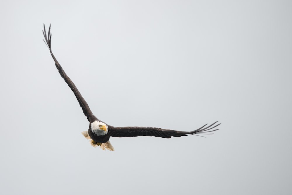 Wilderness International