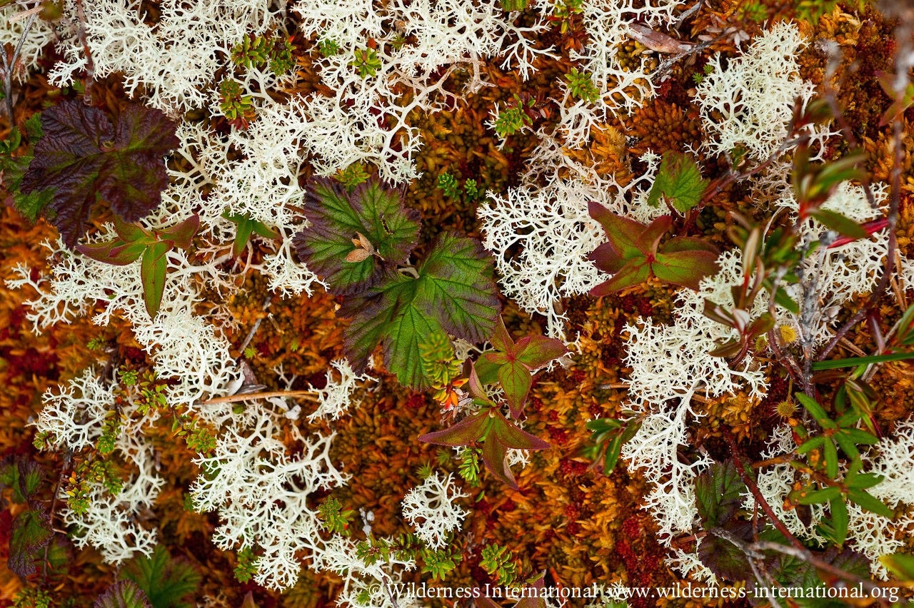 Wilderness International