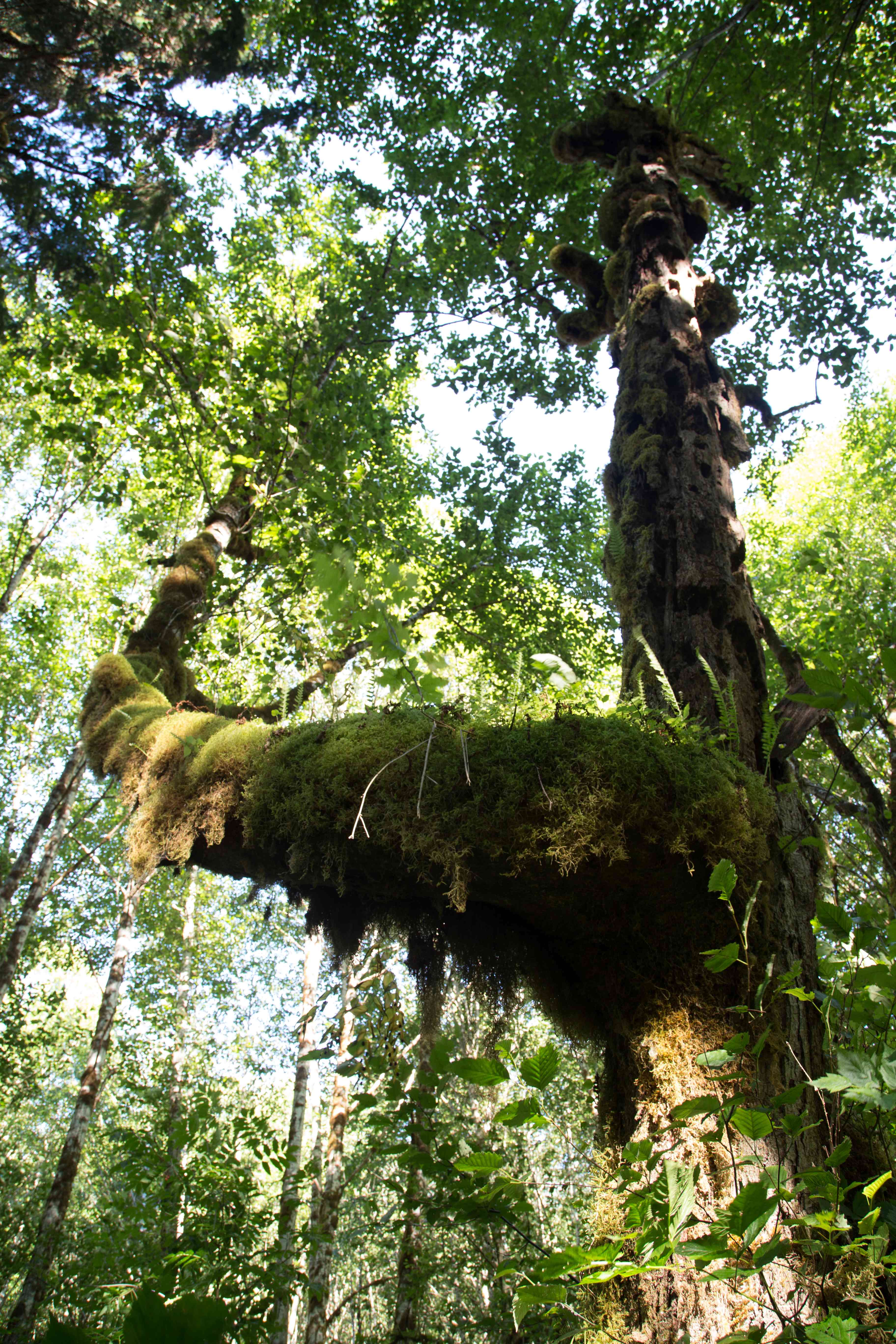 Wilderness International