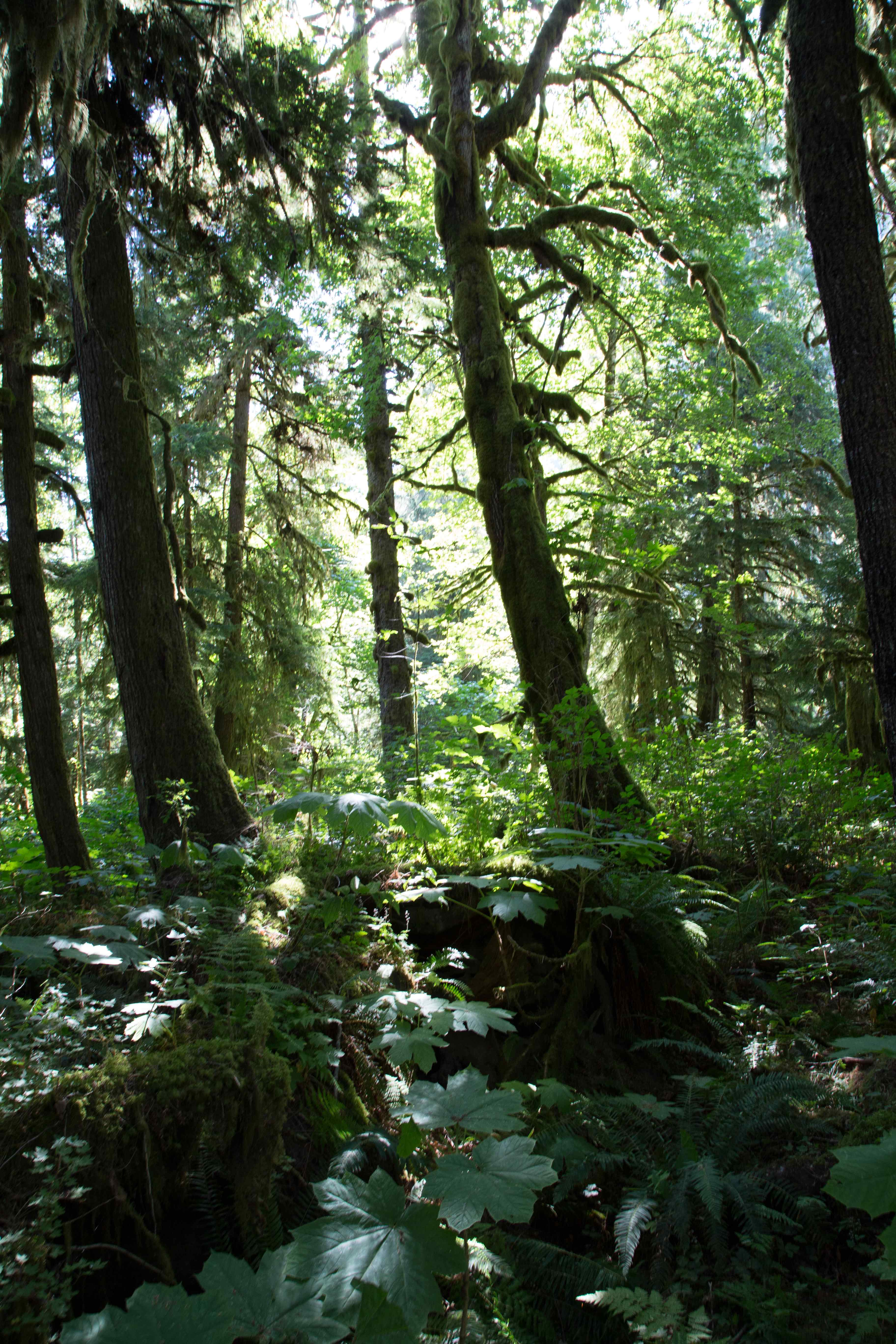 Wilderness International