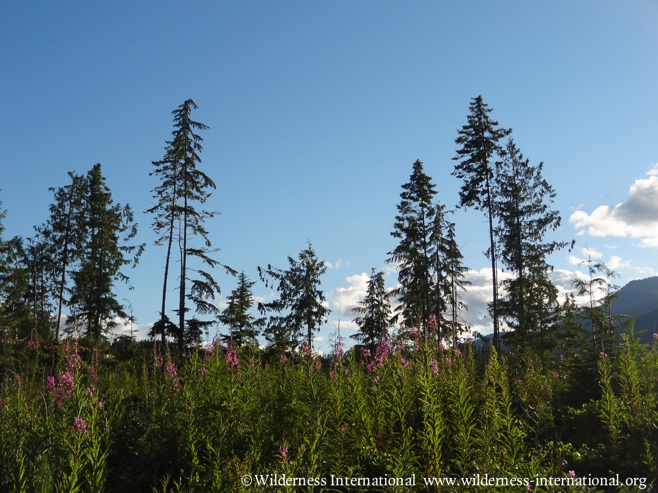 Wilderness International