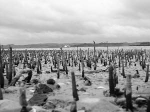 Wilderness International