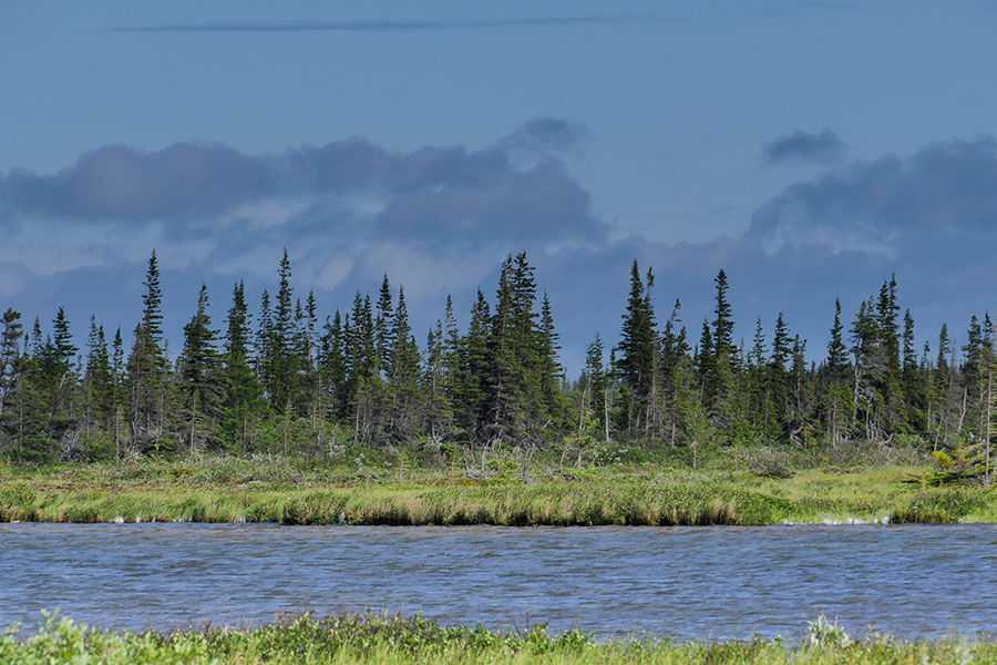 Wilderness International