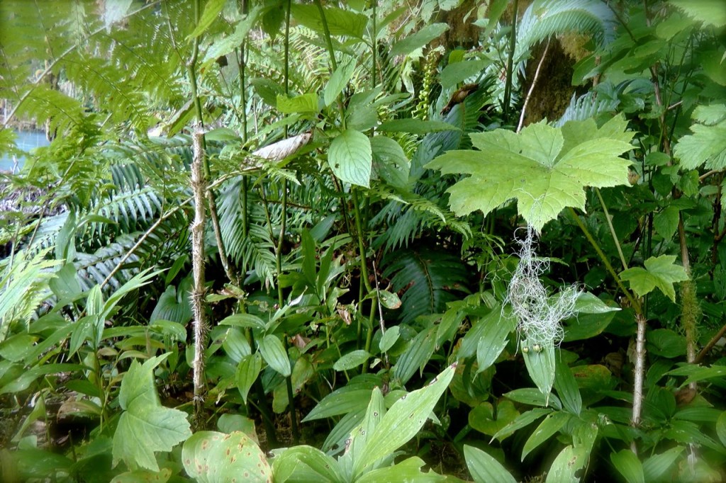 Wilderness International