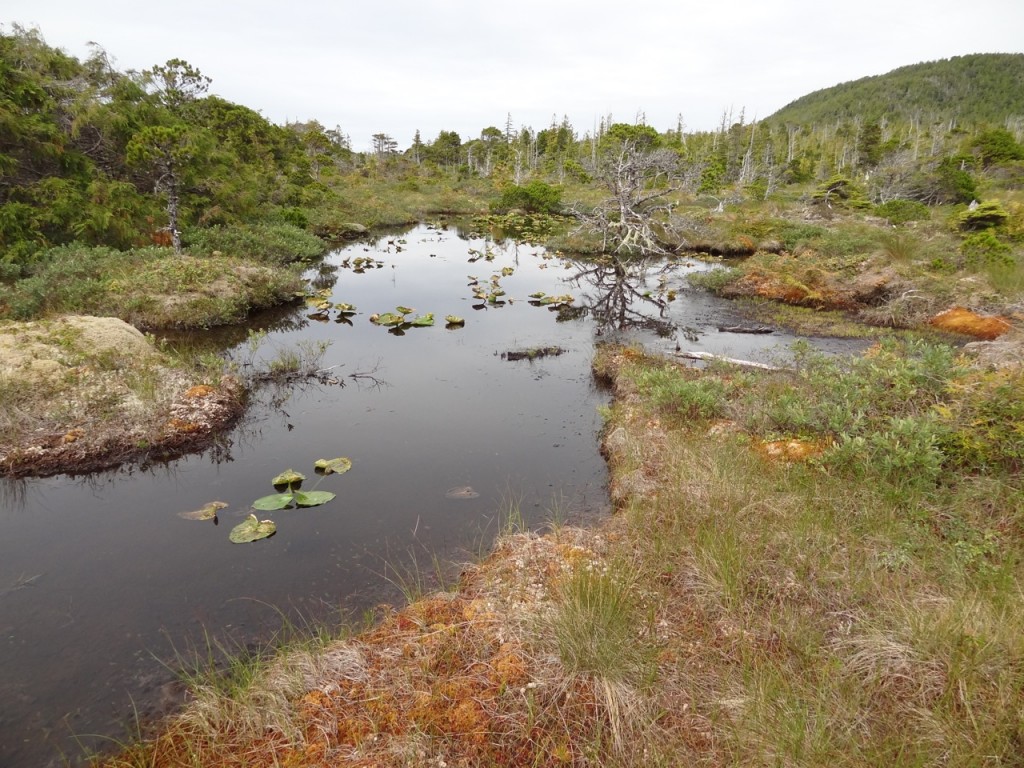 Wilderness International