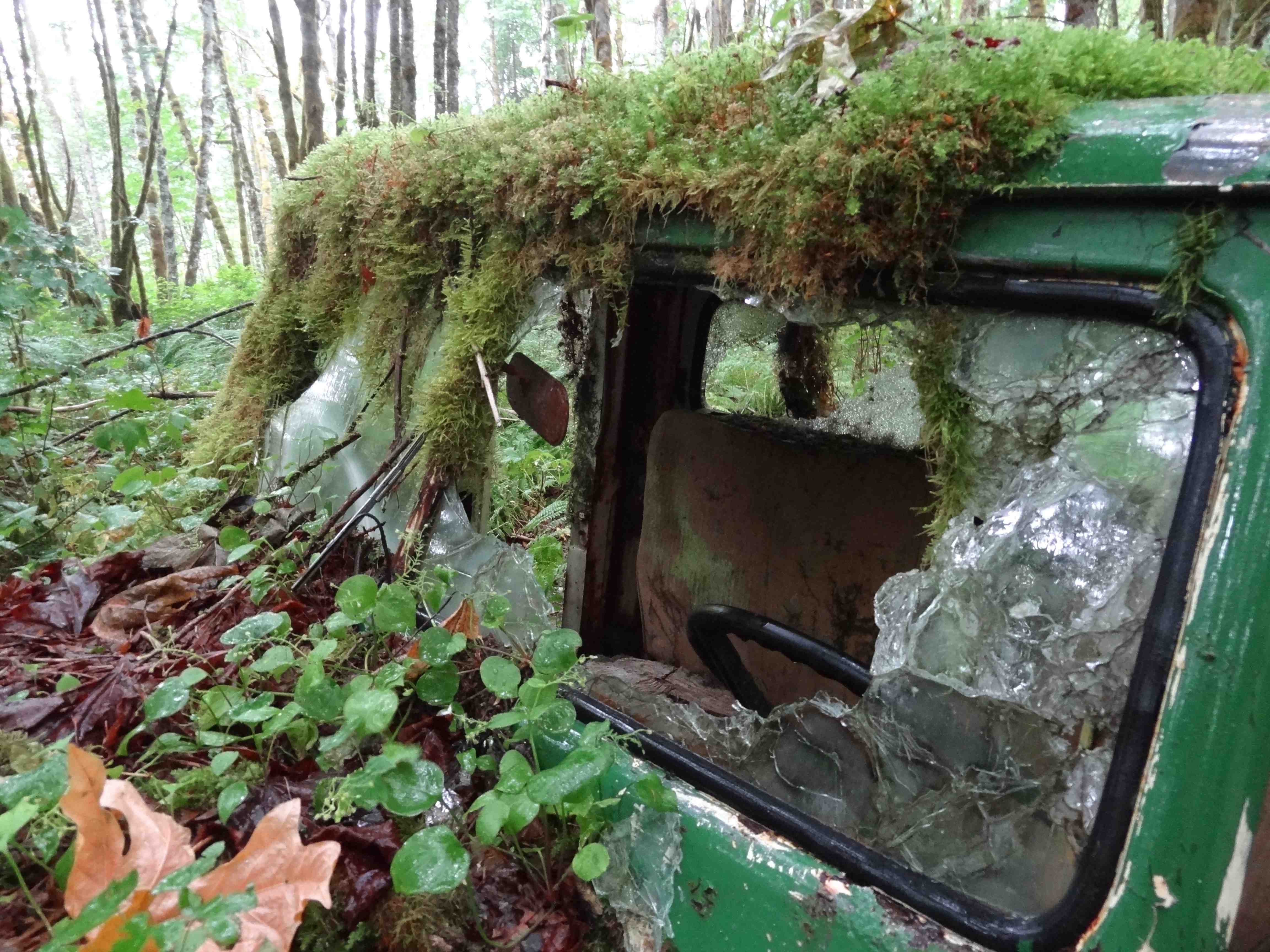 Wilderness International