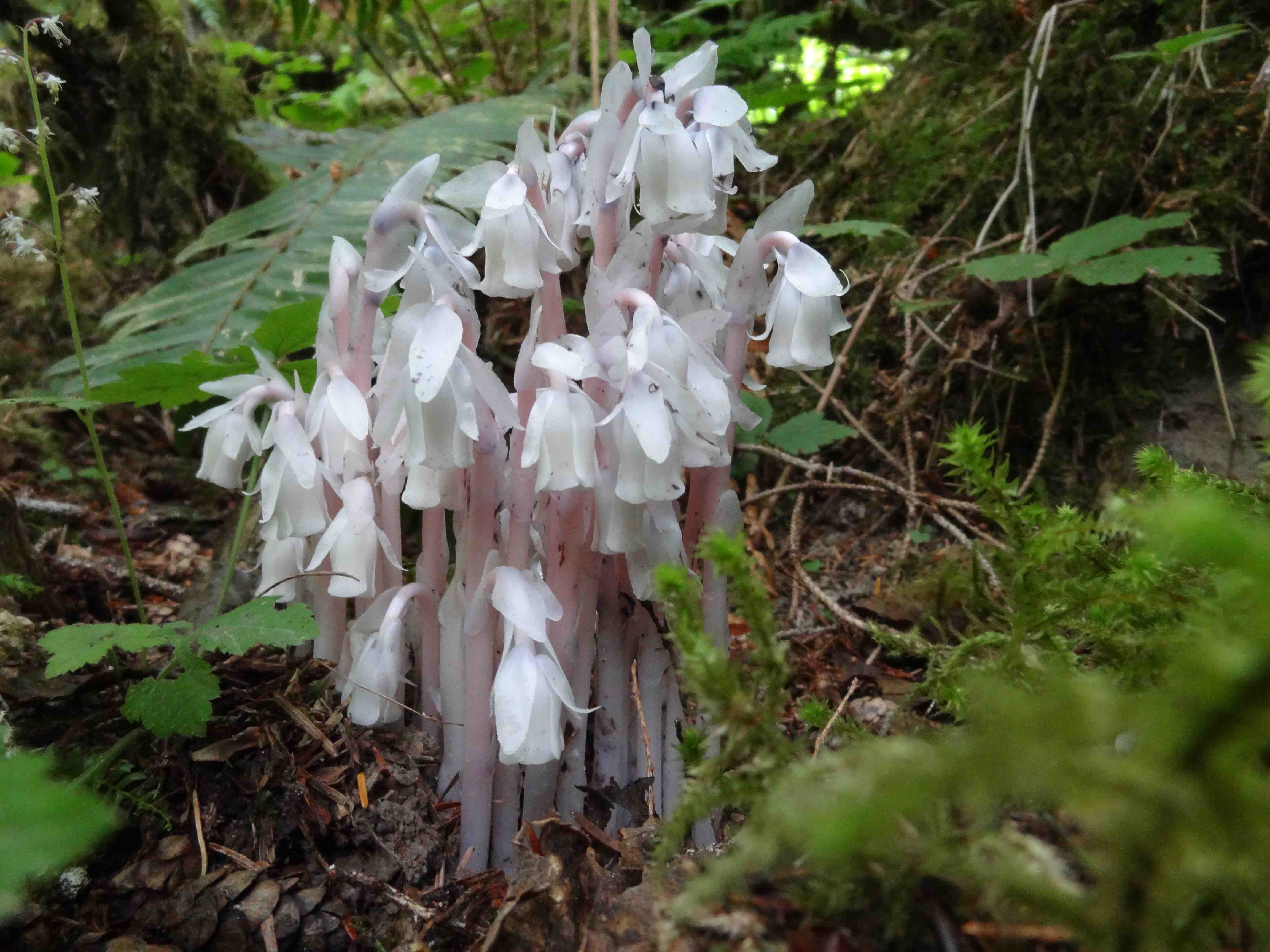 Wilderness International