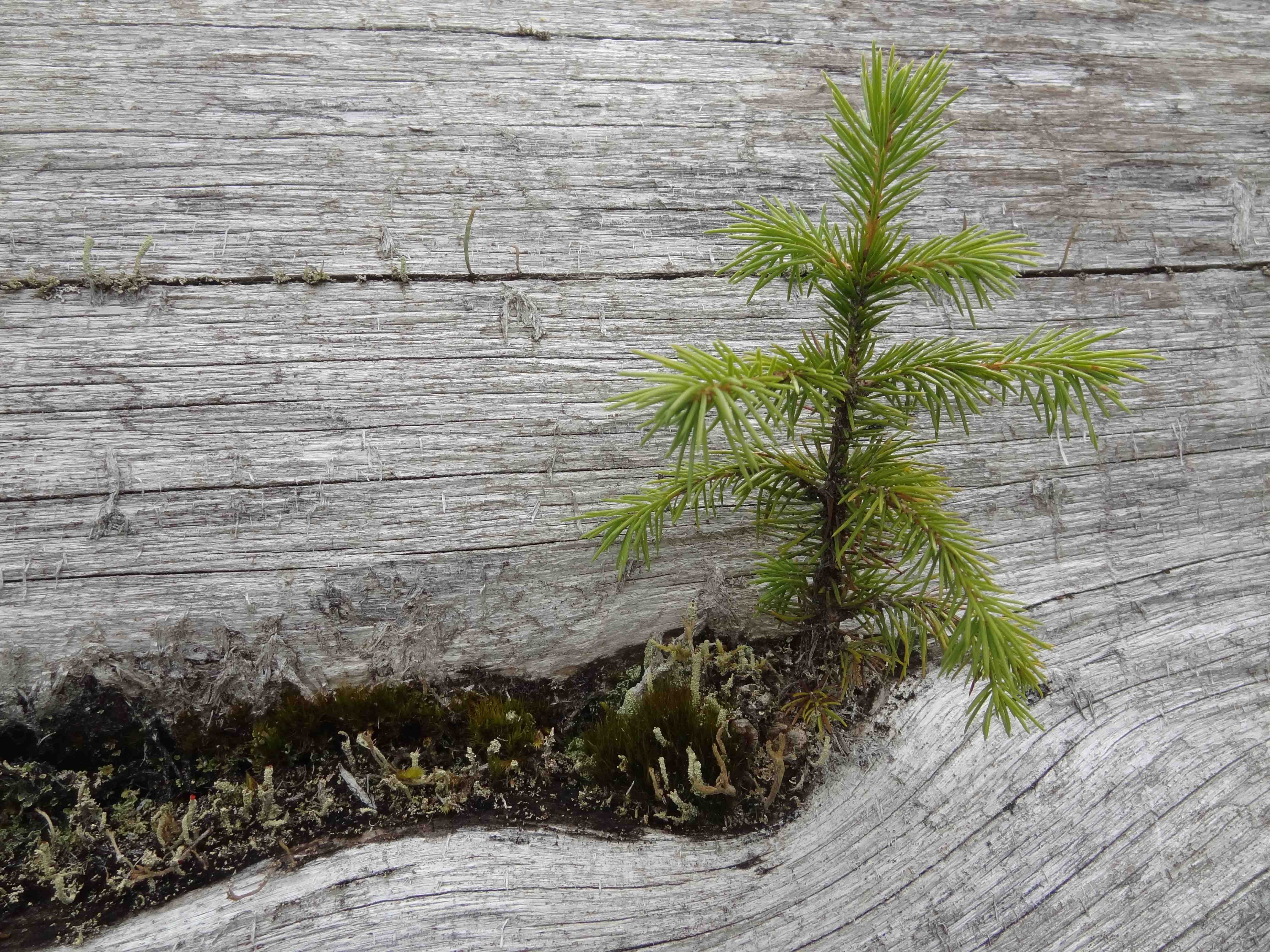 Wilderness International