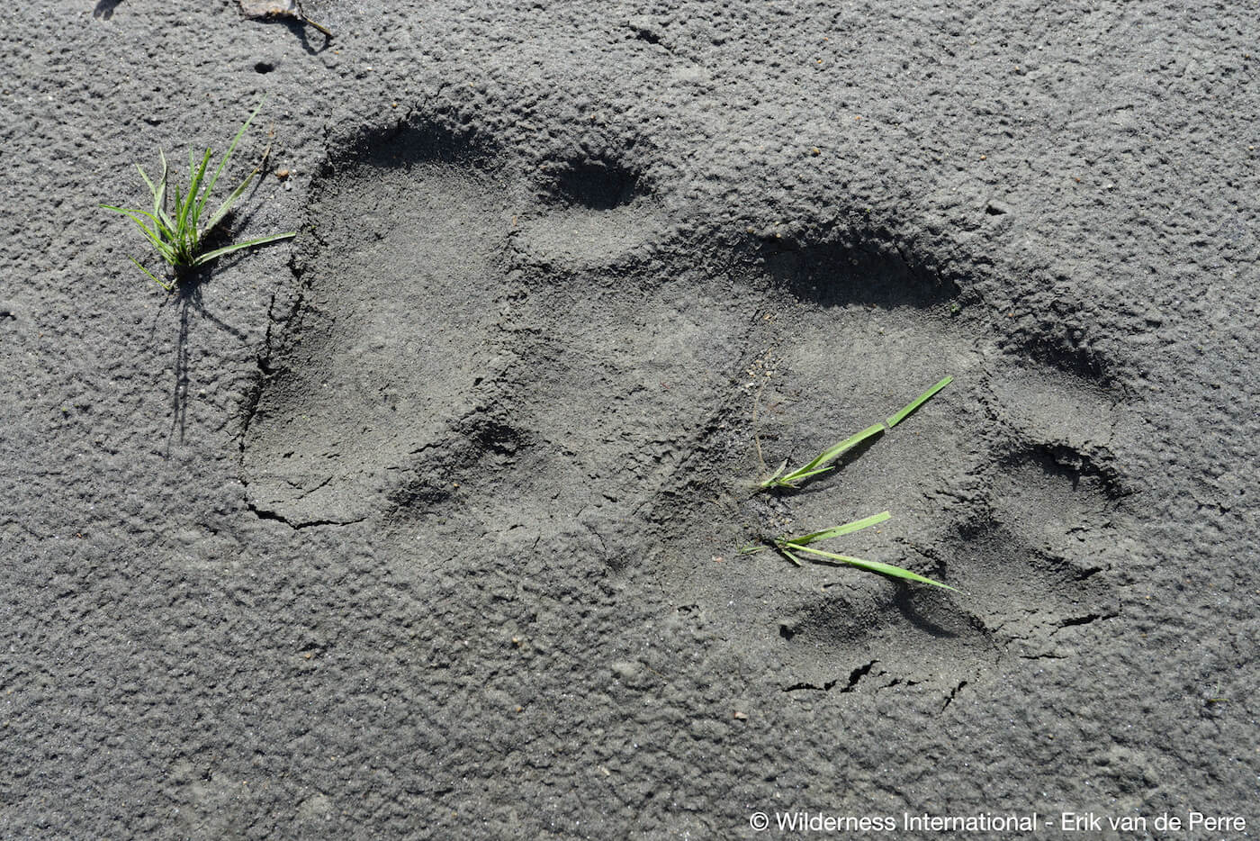 Wilderness International