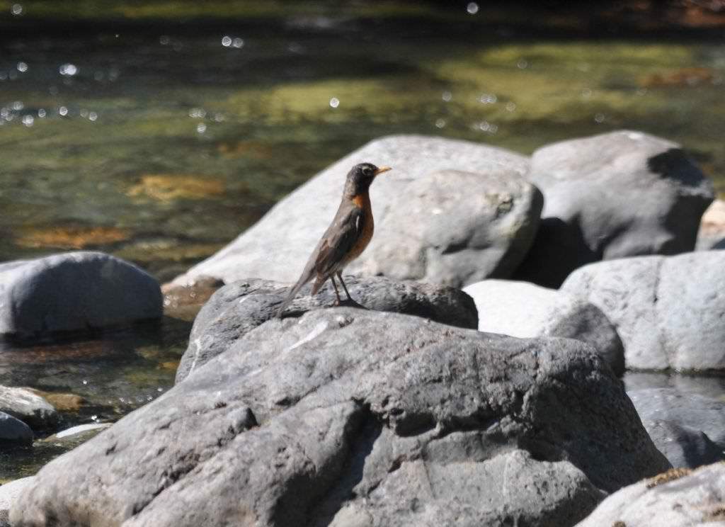 Wilderness International