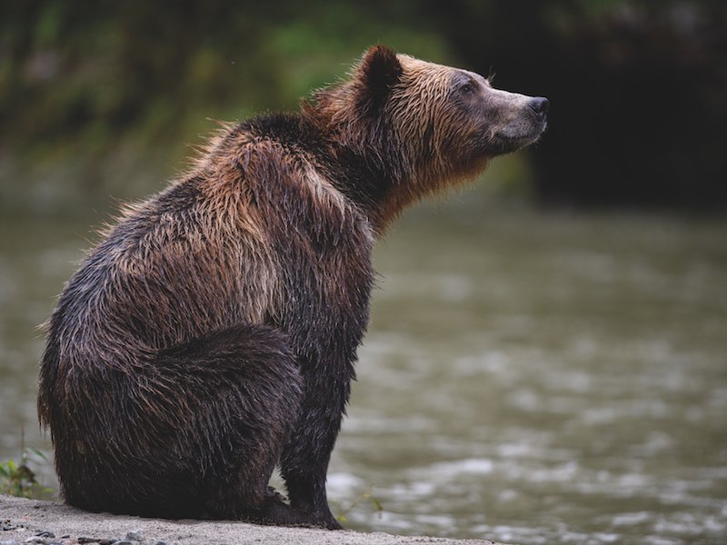 Wilderness International