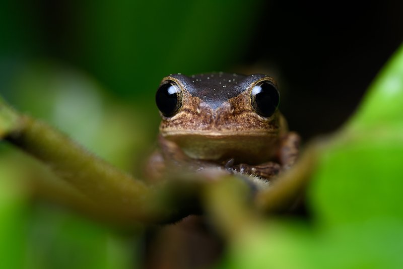 Wilderness International