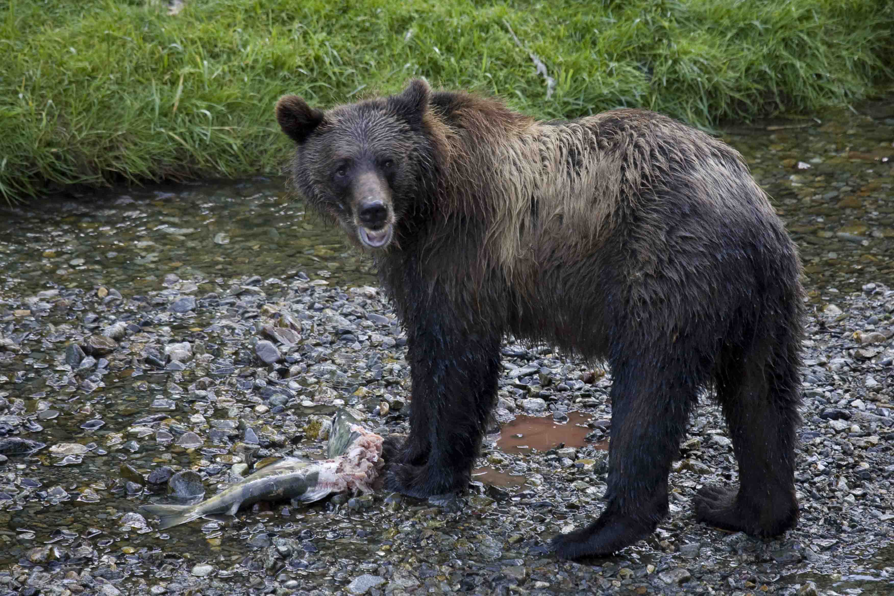 Wilderness International