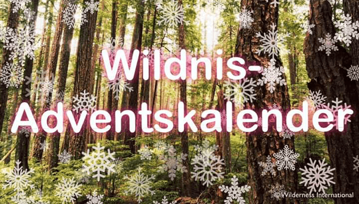 Wilderness International