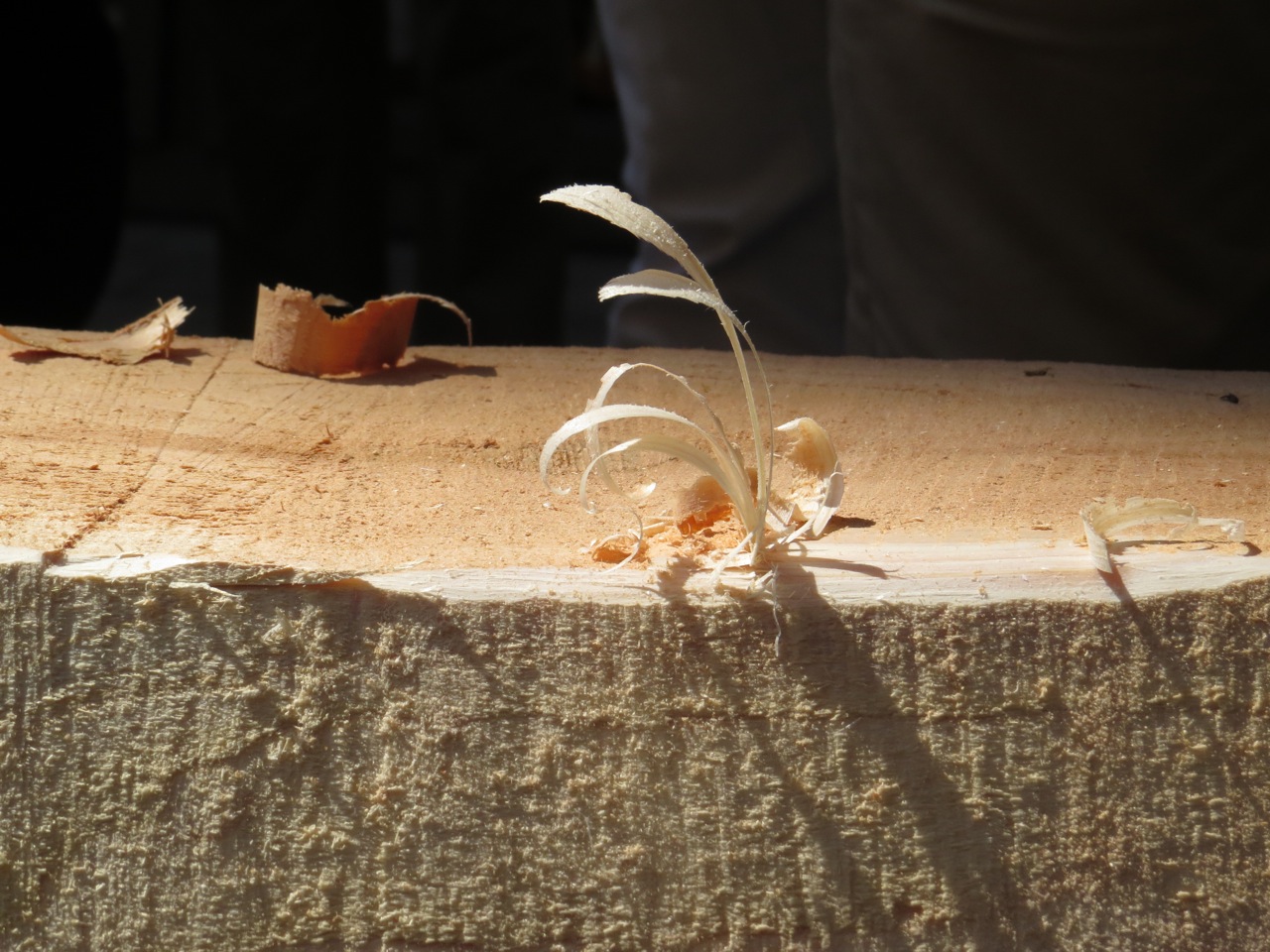 Wilderness International