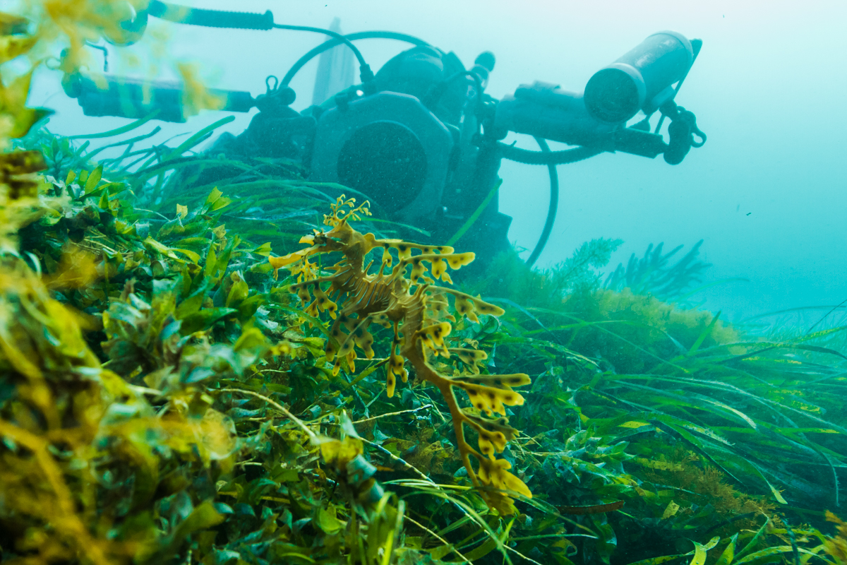 Wilderness International