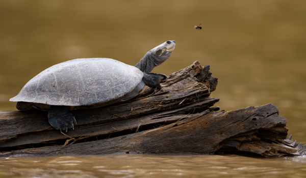 Wilderness International