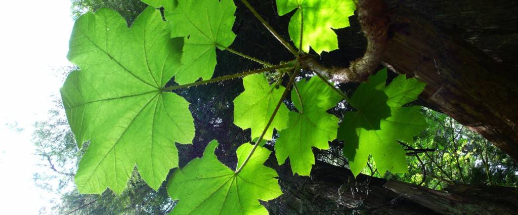 Wilderness International