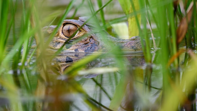 Wilderness International